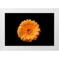 thumbnail image 1 of Brosius, Volker 14x11 White Modern Wood Framed Museum Art Print Titled - Gerbera gelb, 1 of 4