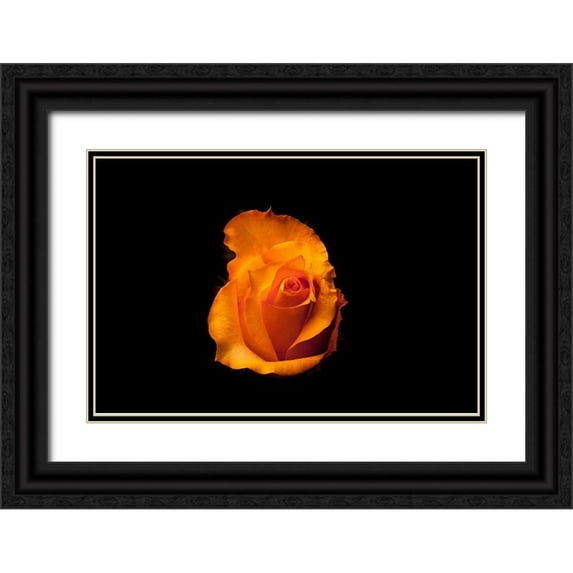 Brosius, Volker 18x13 Black Ornate Wood Framed with Double Matting Museum Art Print Titled - Rose gelb I
