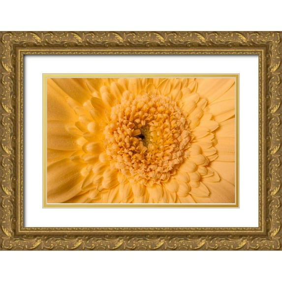 Brosius, Volker 18x13 Gold Ornate Wood Framed with Double Matting Museum Art Print Titled - Gerbera nah
