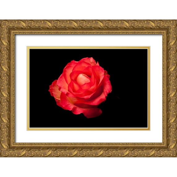 Brosius, Volker 18x13 Gold Ornate Wood Framed with Double Matting Museum Art Print Titled - Rose rot