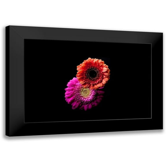 Brosius, Volker 24x17 Black Modern Framed Museum Art Print Titled - Gerbera Duo