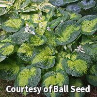 Brother Stefan Hosta - 1 Gallon Perennial
