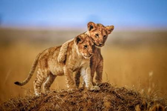 Brothers For Life Canvas Art - Jeffrey C Sink (24 x 36)