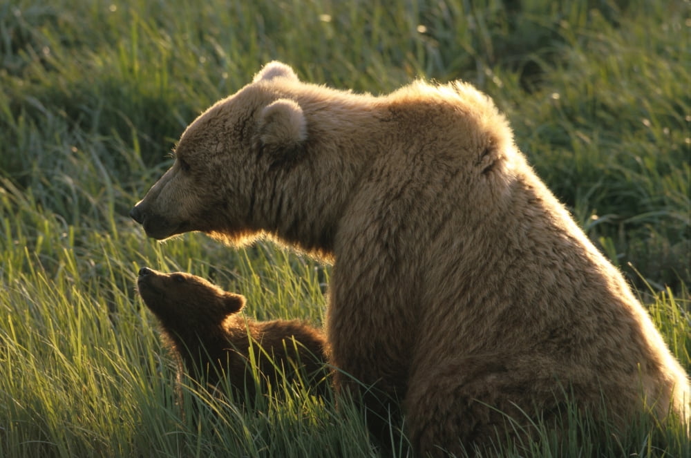 Brown Bear And Cub In Grass Mcneil River Game Sanctuary Canvas Art - Michael DeYoung Design Pics (17 x 11)