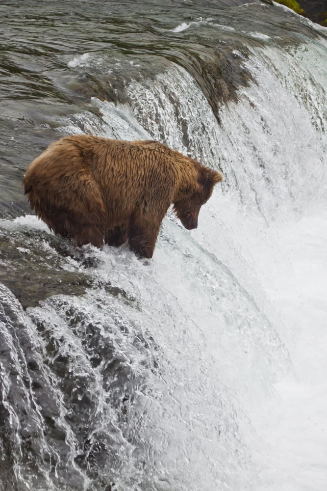 Brown Bear At Brooks Falls On Brooks River Katmai National Park Alaska Canvas Art - Jeff Schultz Design Pics (11 x 17)