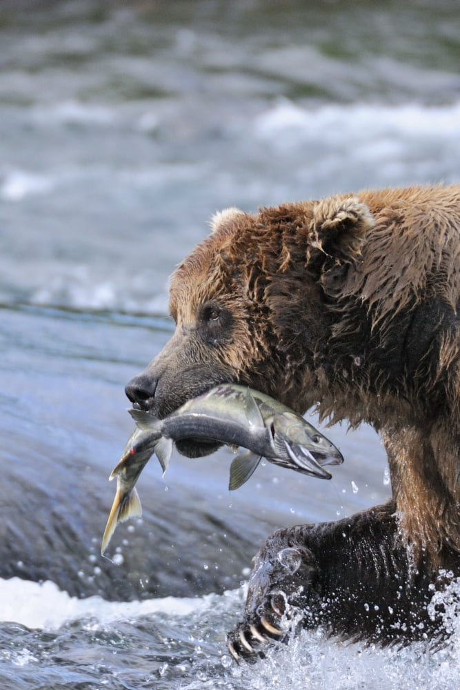A Brown Bear Carries Away A Chum Salmon It Caught At The Mcneil River Falls Mcneil River State Game Sanctuary Southwest Alaska Canvas Art - Ed Bennett Design Pics (11 x 17)