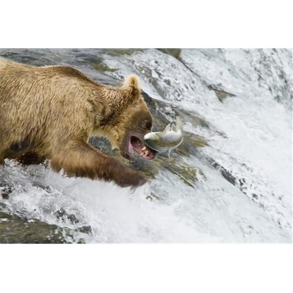 Brown Bear Catching A Jumping Sockeye Salmon At Brooks Falls Katmai National Park & Preserve Southwest Alaska Poster Print by Gary Schultz, 34 x 22 - Large