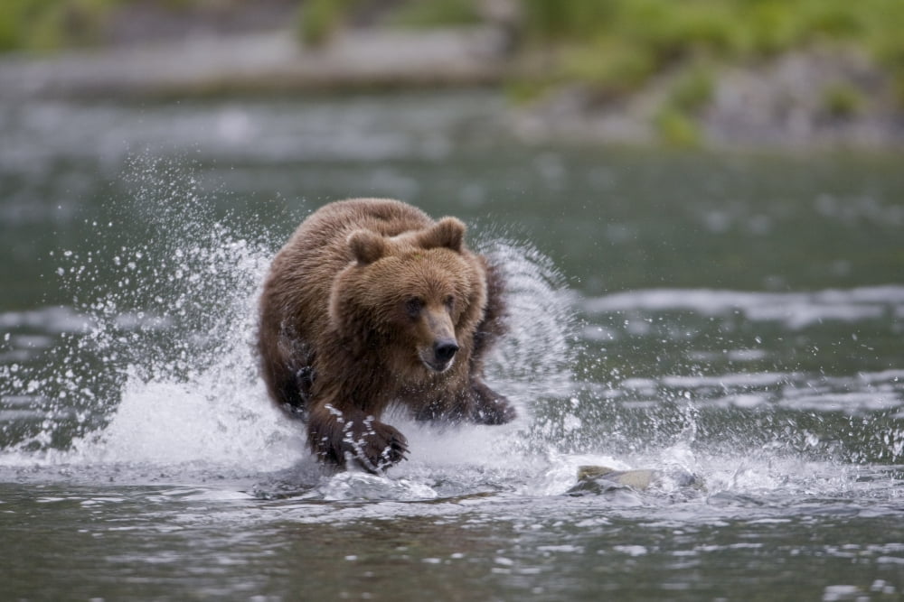 Brown Bear Chases Salmon In A Shallow Stream Prince William Sound Chugach National Forest Southcentral Alaska Summer Canvas Art - Milo Burcham Design Pics (17 x 11)