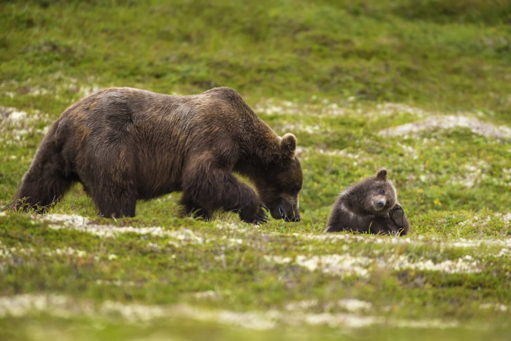A Brown Bear Cub Plays On The Tundra While Its Mother Forages For Berries In Katmai National Park Alaska Canvas Art - John Hyde Design Pics (19 x 12)