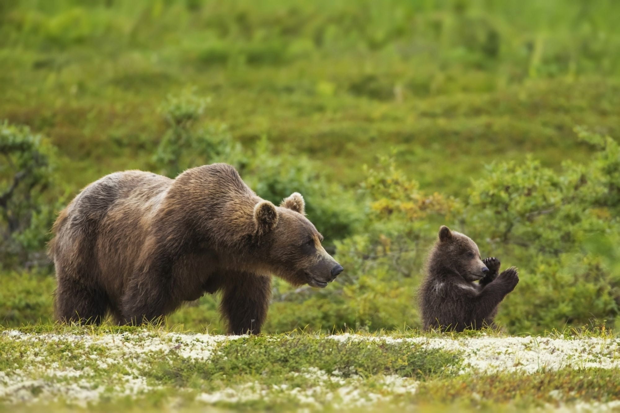 A Brown Bear Cub Plays On The Tundra While Its Mother Forages For Berries In Katmai National Park Alaska Conposite Canvas Art - John Hyde Design Pics (38 x 24)