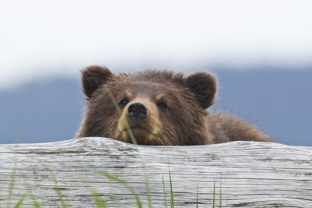 A Brown Bear Cub Rests Its Head On A Log In An Estuary On Admiralty Island Pack Creek Tongass National Forest Southeast Alaska Summer Canvas Art - John Hyde Design Pics (19 x 12)