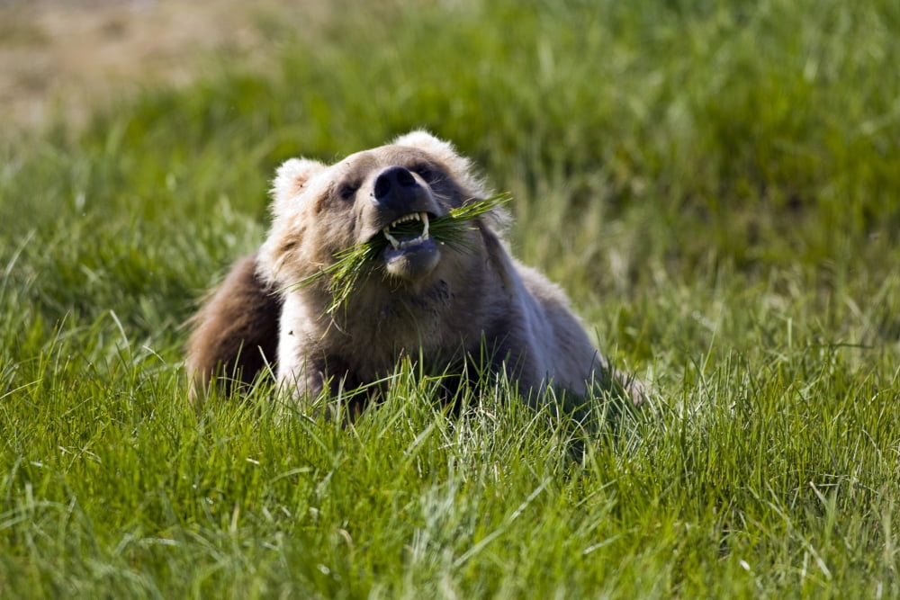 Brown Bear Eating Sedge Grass In The Kaguyak Area Of Katmai National Park Alaska Canvas Art - Don Pitcher Design Pics (34 x 22)