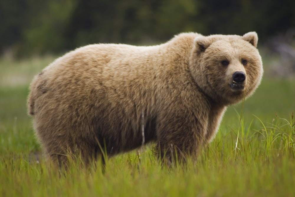 Brown Bear Feeding On Sedge Grass Near Silver Salmon Creek At Lake Clark National Park Summer In Southcentral Alaska Canvas Art - Matt Hage Design Pics (19 x 12)
