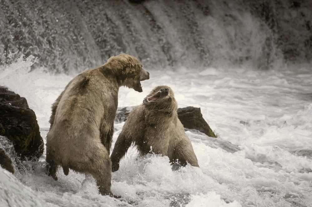 Brown Bear Fight Over Fishing Territory At Brooks Falls Katmai National Park Alaska Canvas Art - Ron Sanford Design Pics (34 x 22)