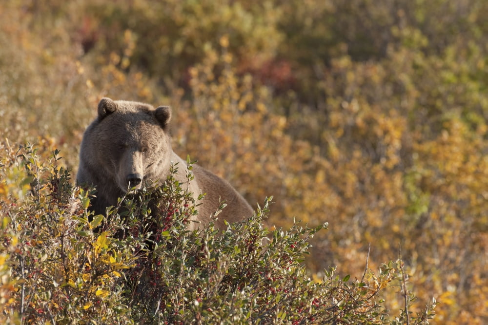 A Brown Bear Forages On Soapberries In The Tatshenshini-Alsek Wilderness Provincial Park Yukon Territory Canada Autumn Canvas Art - John Hyde Design Pics (38 x 24)