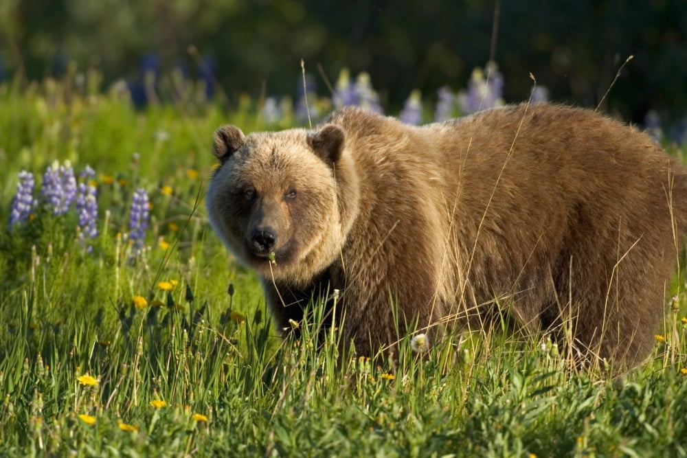 Brown Bear Foraging In Meadow Yukon Canada Spring Alsek-Tatshenshini Wilderness Canvas Art - John Hyde Design Pics (34 x 22)