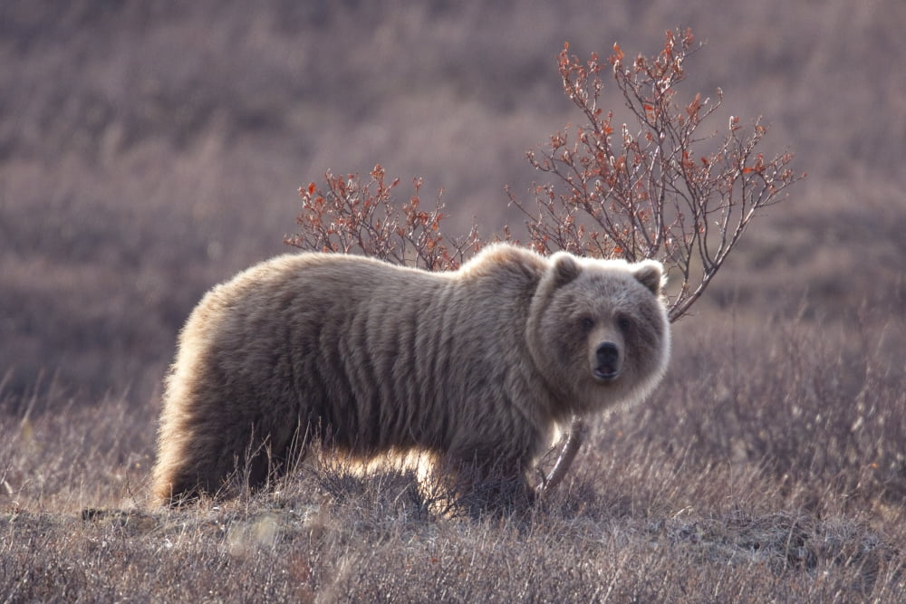 Brown Bear In Denali National Park Interior Alaska Spring Canvas Art - Doug Lindstrand Design Pics (34 x 22)