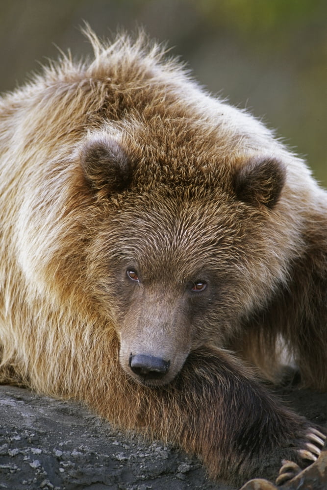 Brown Bear Laying Down At Alaska Wildlife Conservation Center Southcentral Alaska Summer Captive Canvas Art - Doug Lindstrand Design Pics (11 x 17)