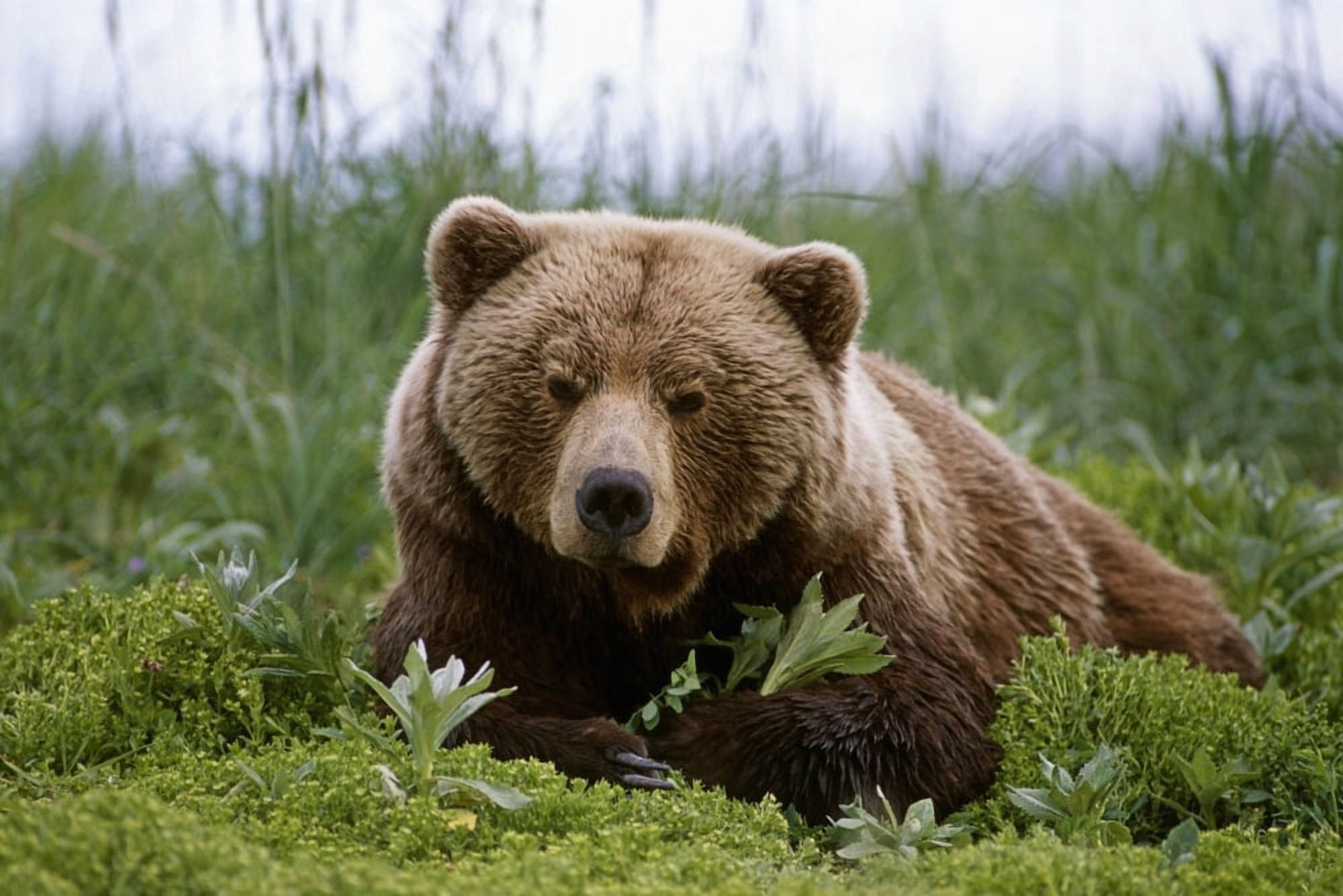 Brown Bear Laying In Grass Near Mcneil River Summer In Southwest Alaska Canvas Art - Doug Lindstrand Design Pics (17 x 11)