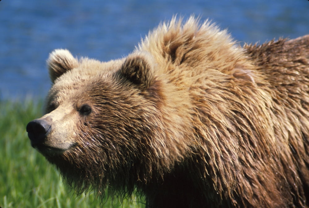 Brown Bear Portrait Mcneil River-Mikfik Creek Sw Ak Canvas Art - John Warden Design Pics (16 x 11)