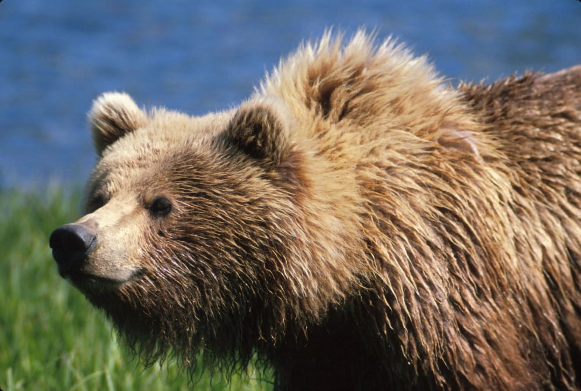 Brown Bear Portrait Mcneil River-Mikfik Creek Sw Ak Canvas Art - John Warden Design Pics (32 x 22)