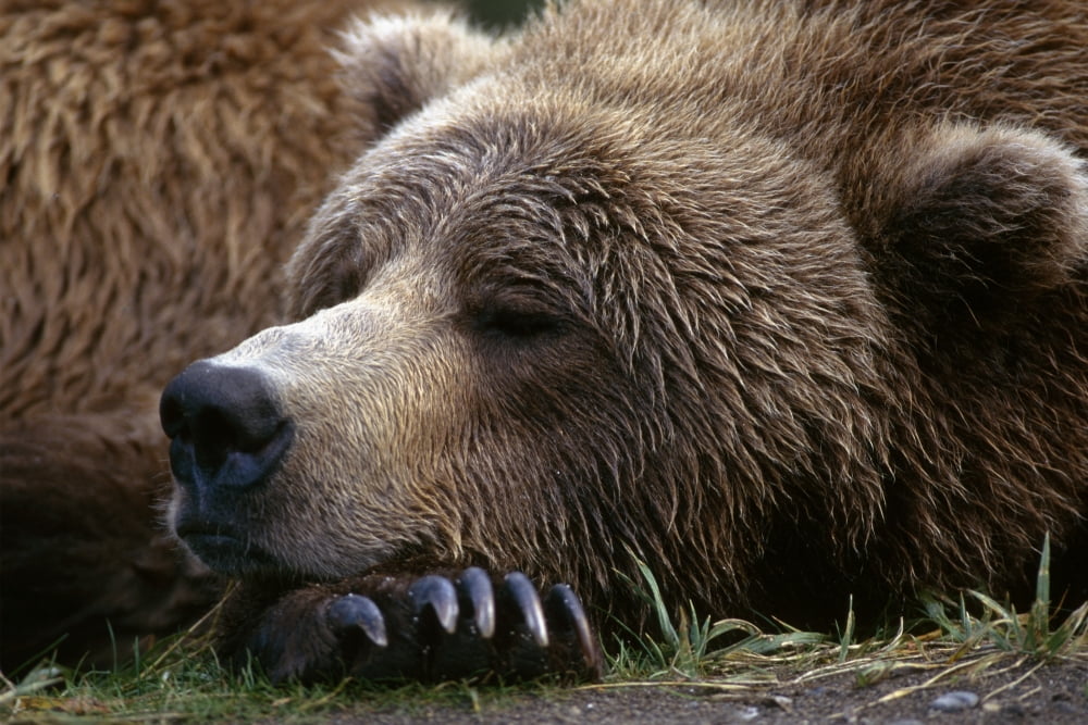 Brown Bear Resting Katmai Natl Park Southwest Alaska Summer Portrait Canvas Art - Gary Schultz Design Pics (34 x 22)