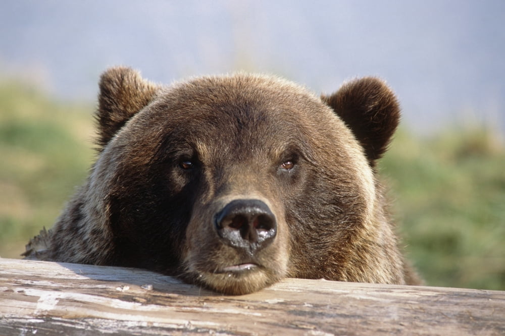 Brown Bear Resting On Log Alaska Wildlife Conservation Center Summer Sc Alaska Captive Canvas Art - Doug Lindstrand Design Pics (17 x 11)