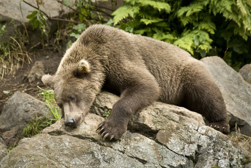 Brown Bear Resting On A Rock In The Sun At Big River Lakes Near Wolverine Creek In Southcentral Alaska During Summer Canvas Art - Jim Kohl Design Pics (17 x 11)