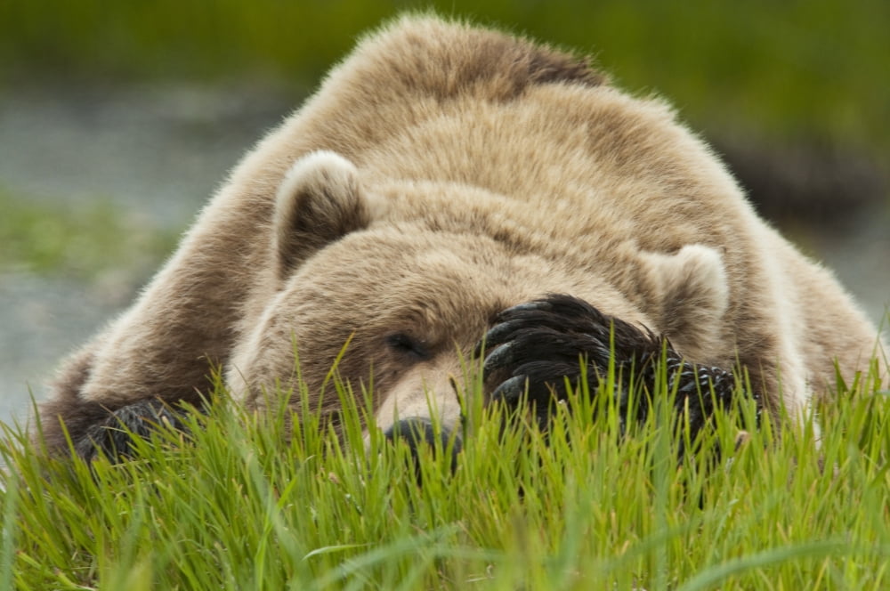 Brown Bear Resting On Sedge Grass With Paw Over Eyes At The Mcneil River State Game Sanctuary Southwest Alaska Summer Canvas Art - Joshua Borough Design Pics (34 x 22)