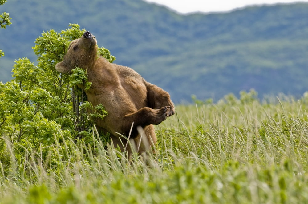 Brown Bear Scratches Their Back On A Tree In Kukak Bay Katmai National Park Southwest Alaska Summer Canvas Art - Cathy Hart Design Pics (34 x 22)
