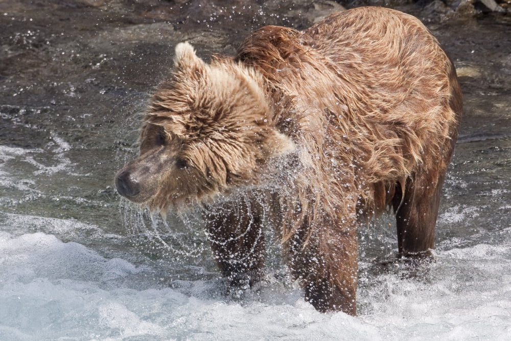 Brown Bear Shakes Dry In Funnel Creek Katmai National Park Southwest Alaska Summer Canvas Art - Ken Baehr Design Pics (17 x 11)