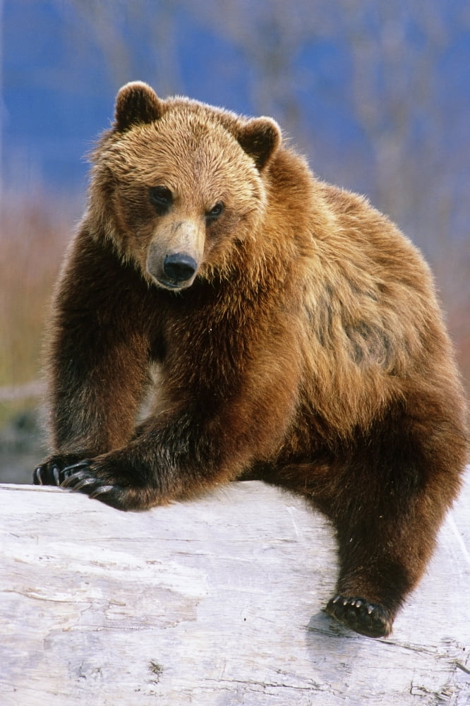 Brown Bear Sitting Atop Log Alaska Wildlife Conservation Center Captive Sc Alaska Canvas Art - Doug Lindstrand Design Pics (11 x 17)