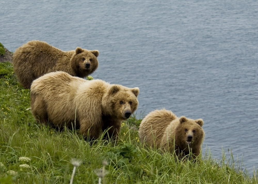 Brown Bear Sow And Cubs Eating Sedge Grasses In Hallo Bay Katmai National Park Southwest Alaska Summer Canvas Art - Cathy Hart Design Pics (17 x 12)