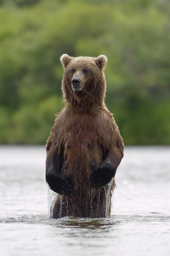 Brown Bear Sow Standing In River Fishing For Sockeye Salmon Katmai National Park Southwest Alaska Summer Canvas Art - John Hyde Design Pics (11 x 17)
