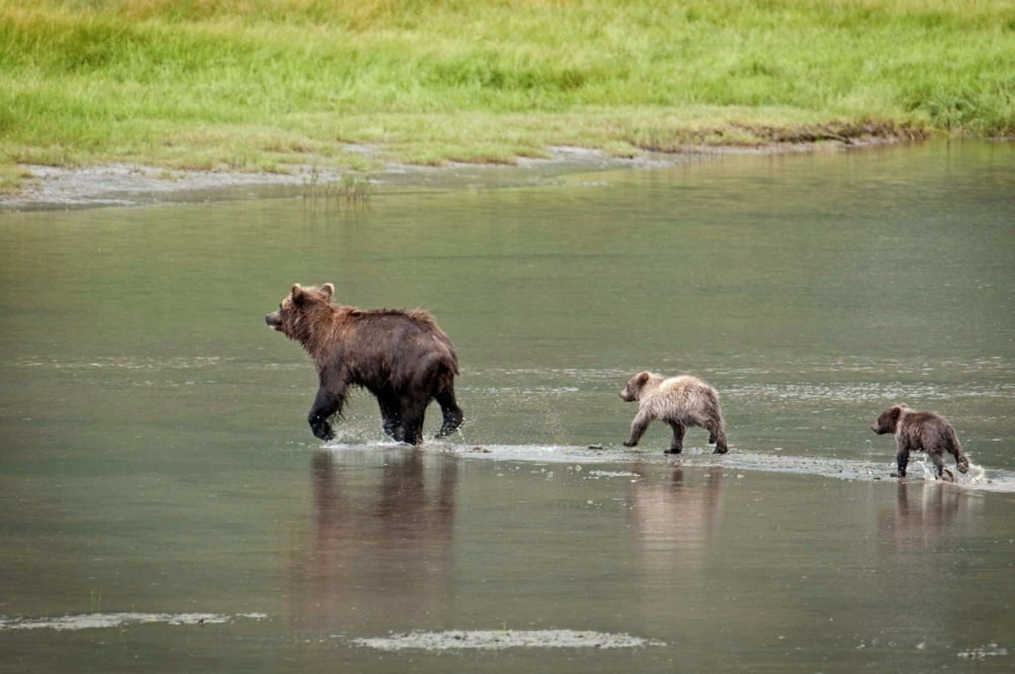 Brown Bear Sow Walks Across A Stream With Her Spring Cubs In Chinitna Bay Lake Clark National Park Southcentral Alaska Summer Canvas Art - Cathy Hart  Design Pics (17 x 11)