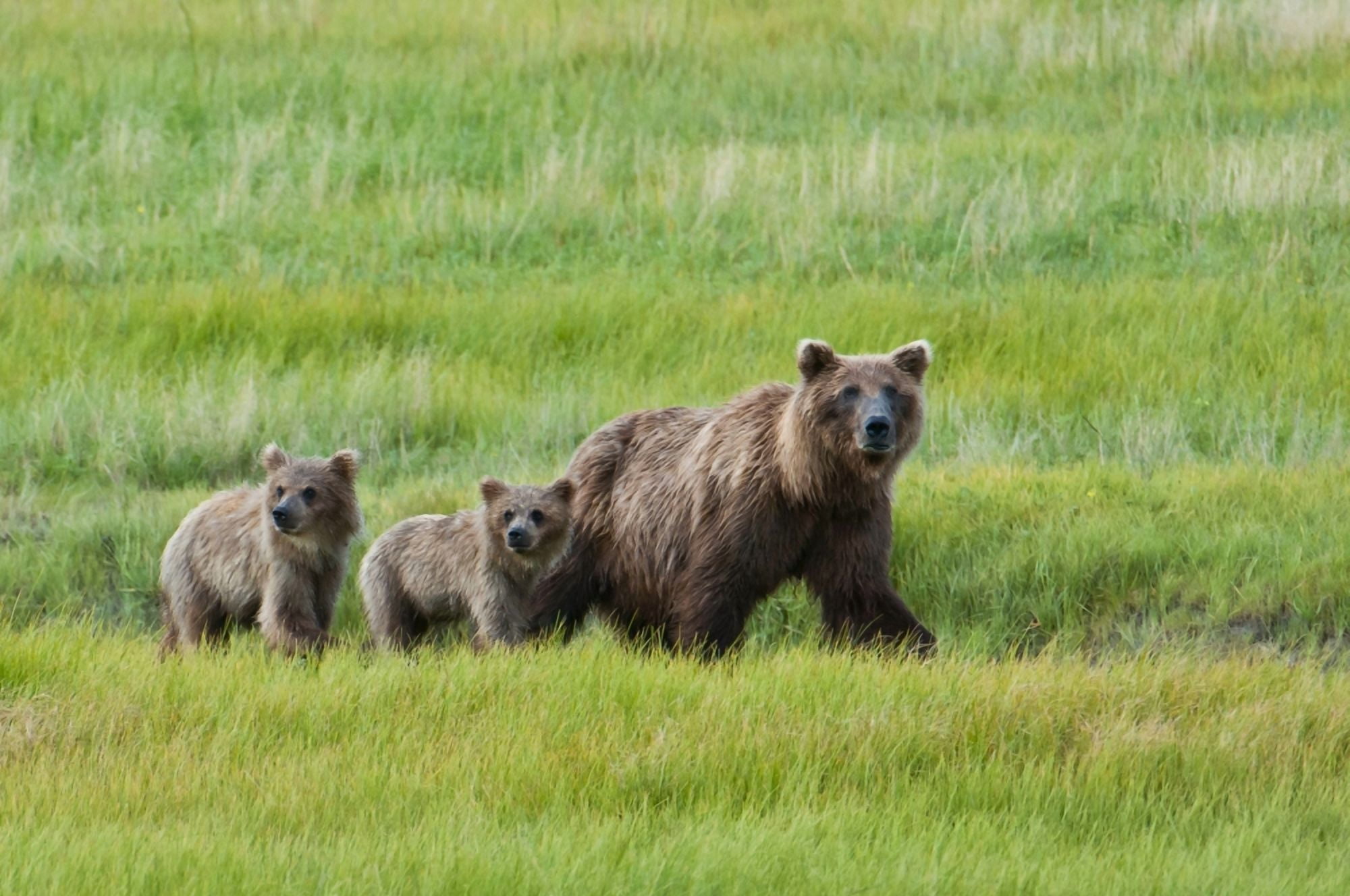 Brown Bear Sow Walks With Her Cubs In A Grassy Meadow Chinitna Bay Lake Clark National Park Southcentral Alaska Summer Canvas Art - Cathy Hart Design Pics (19 x 12)