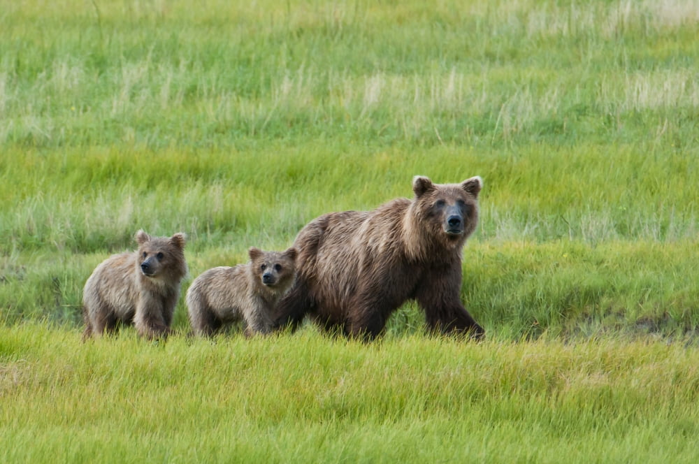 Brown Bear Sow Walks With Her Cubs In A Grassy Meadow Chinitna Bay Lake Clark National Park Southcentral Alaska Summer Canvas Art - Cathy Hart  Design Pics (38 x 24)