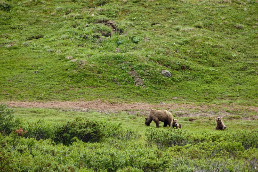 Brown Bear Sow With Two Cubs Denali National Park Interior Alaska Summer Canvas Art - Kevin Smith Design Pics (38 x 24)