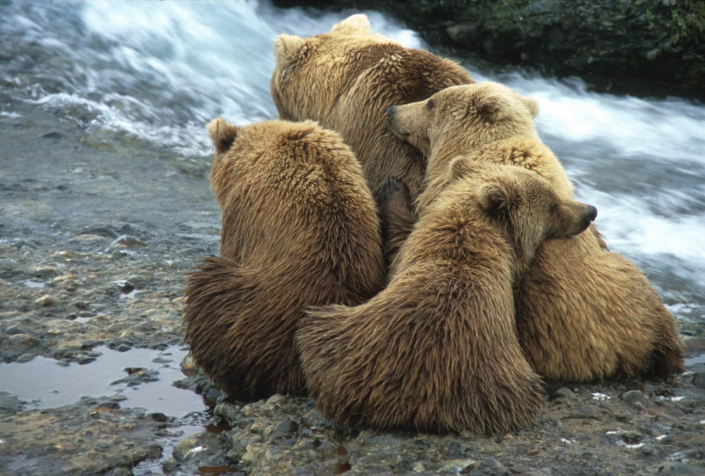Brown Bear Sow With Yearlings At Mcneil River Canvas Art - Michael DeYoung Design Pics (16 x 11)