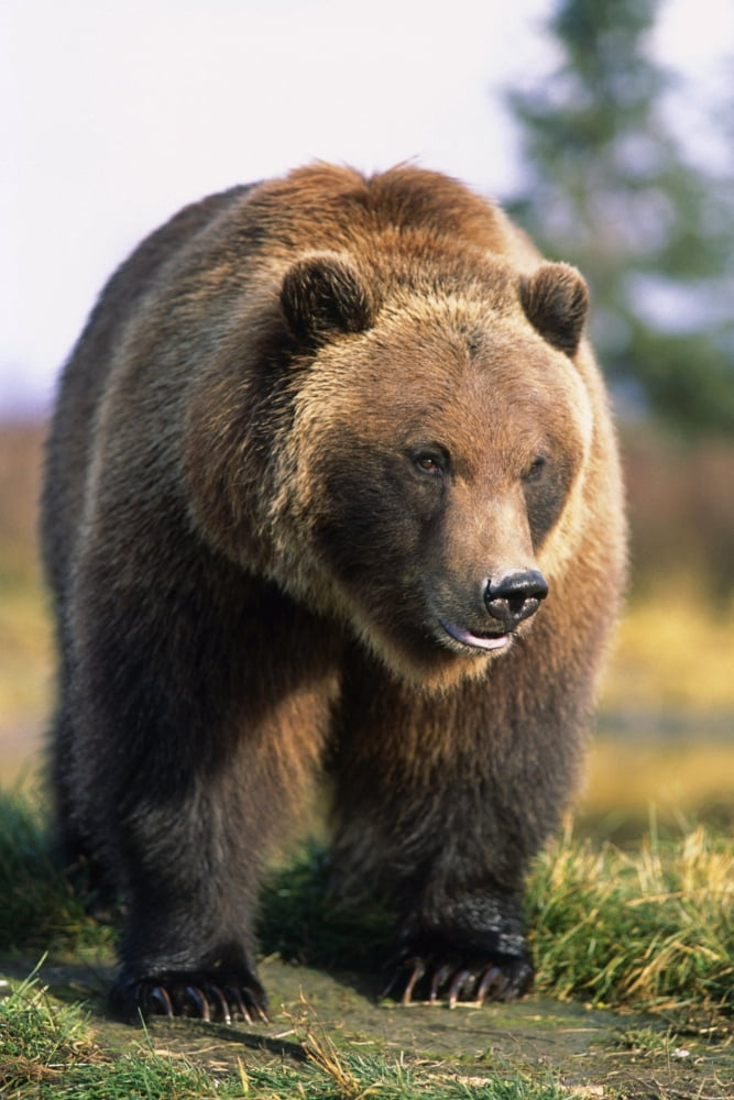 Brown Bear Standing In The Grass At The Alaska Wildlife Conservation Center Summer In Southcentral Alaska Canvas Art - Doug Lindstrand Design Pics (11 x 17)