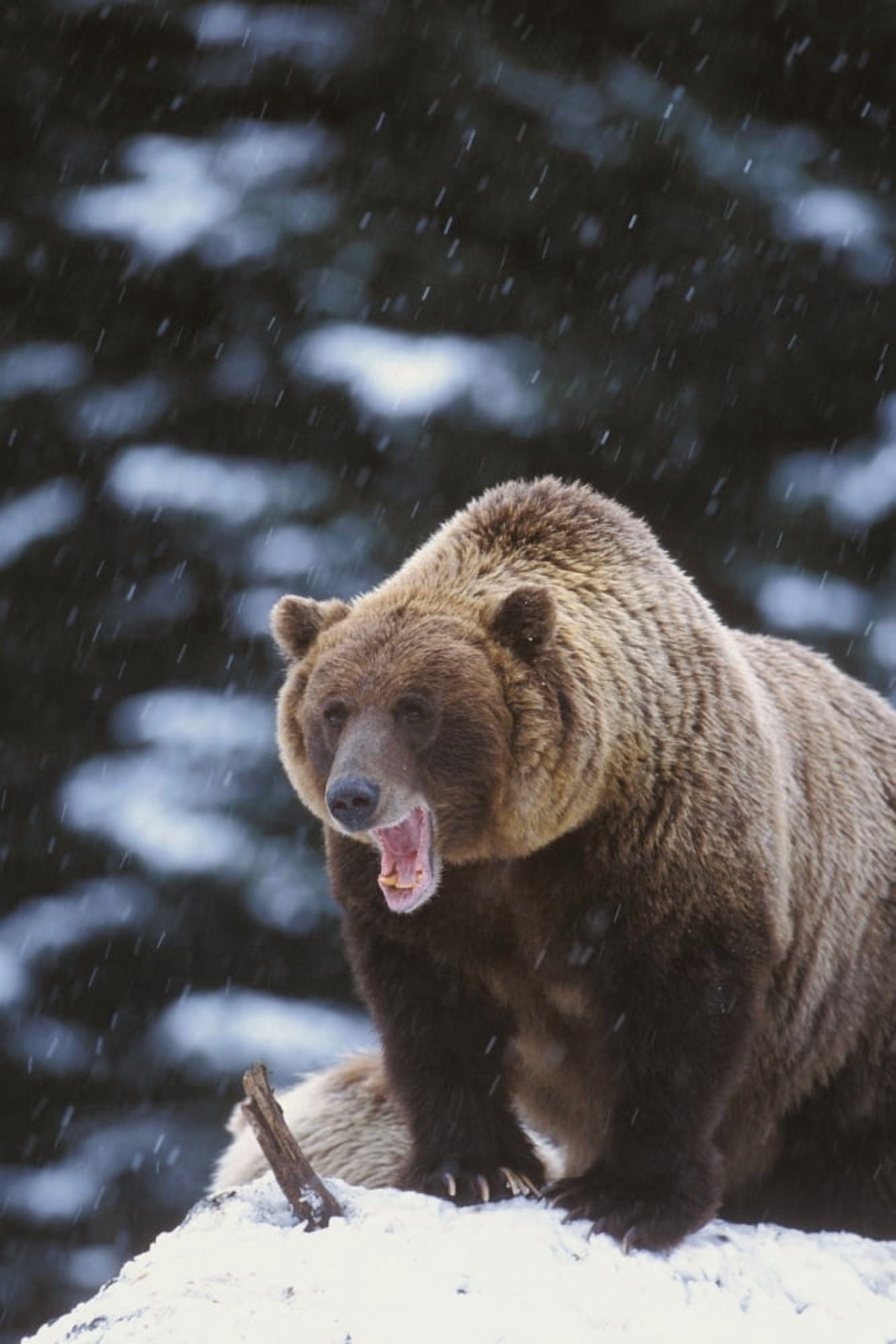 Brown Bear Standing In Snow And Yawning Yakutat Southeast Alaska Winter Canvas Art - Milo Burcham Design Pics (22 x 34)