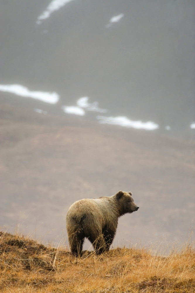Brown Bear Standing On Ridge In Rain Highway Pass Denali National Park Interior Alaska Autumn Canvas Art - Jim Kohl Design Pics (22 x 34)
