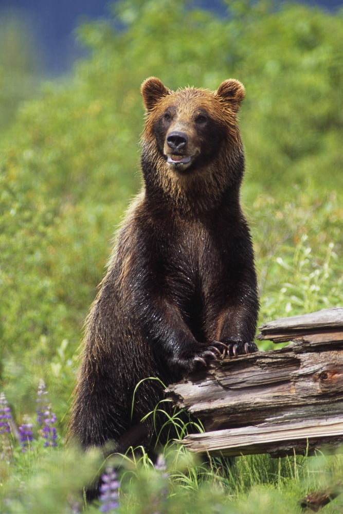Brown Bear Standing Upright On Log Captive Alaska Wildlife Conservation Center Southcentral Alaska Canvas Art - Doug Lindstrand Design Pics (22 x 34)