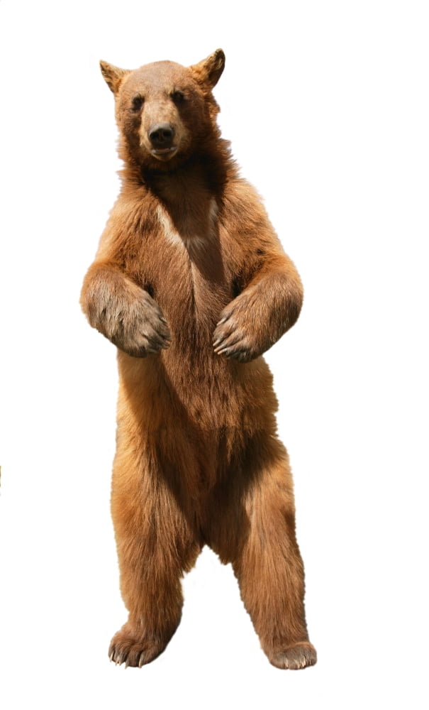 Brown Bear (Ursus Arctos) Canvas Art - Don Hammond Design Pics (11 x 18)