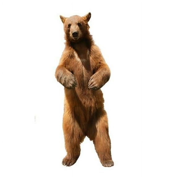 Brown Bear Ursus Arctos Poster Print by Don Hammond, 22 x 36 - Large