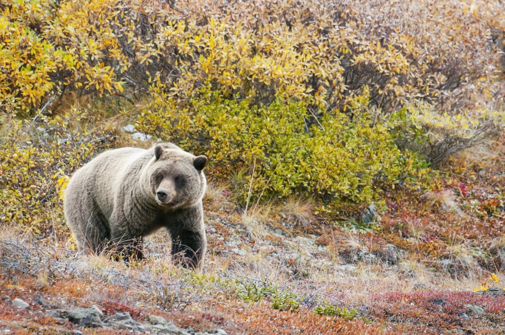 Brown Bear (Ursus Arctos) Walks Along In Denali National Park With Autumn ColoursAlaska United States Of America Canvas Art - Cathy Hart Design Pics (19 x 12)
