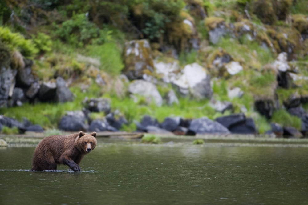 Brown Bear Wades Through A Stream Looking For Salmon Prince William Sound Chugach National Forest Southcentral Alaska Summer Canvas Art - Milo Burcham Design Pics (17 x 11)