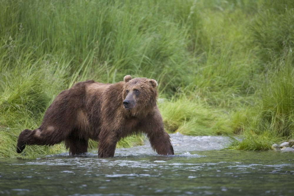 Brown Bear Wades Through A Stream Near Prince William Sound Chugach Mountains Chugach National Forest Alaska Southcentral Summer Canvas Art - Milo Burcham Design Pics (17 x 11)