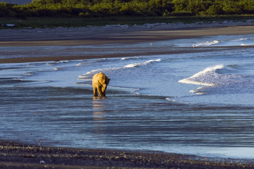 Brown Bear Walks Along The Shoreline In The Kaguyak Area Of Katmai National Park Alaska Canvas Art - Don Pitcher Design Pics (17 x 11)