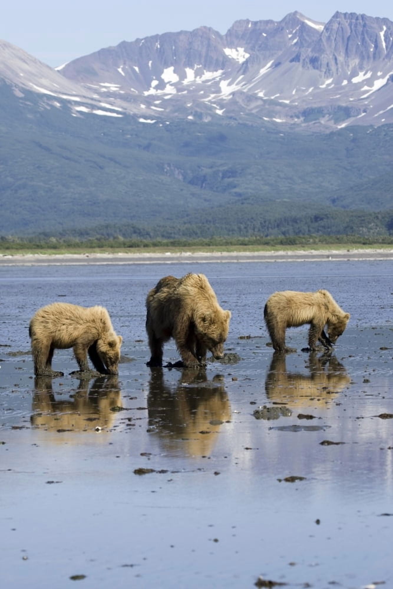 Brown Bears Digging Clams In Tidal Flats At Mouth Of Big River In Katmai National Park Alaska Canvas Art - Don Pitcher Design Pics (11 x 17)